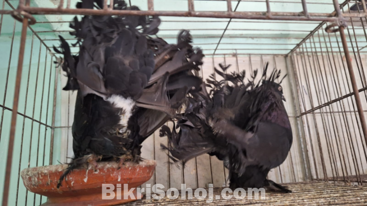 Lokkha Kobutor লক্ষ্যা কবুতর ১ টি বাচ্চা সহ